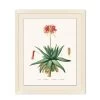 'Blooming Cacti 1' By Nathan Turner Framed Art -Wall Decoration Store Blooming Cacti 1 Design