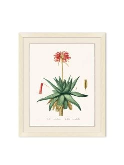 'Blooming Cacti 1' By Nathan Turner Framed Art