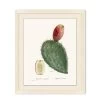 'Blooming Cacti 2' By Nathan Turner Framed Art -Wall Decoration Store Blooming Cacti 2 Design