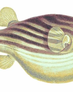 'Blowfish' Wallpaper By Wallshoppe - Multi 8 'Blowfish' Wallpaper By Wallshoppe - Multi -Wall Decoration Store Blowfish forweb detail multi a982f79a c44c 4d50 b108 651f72653dbf