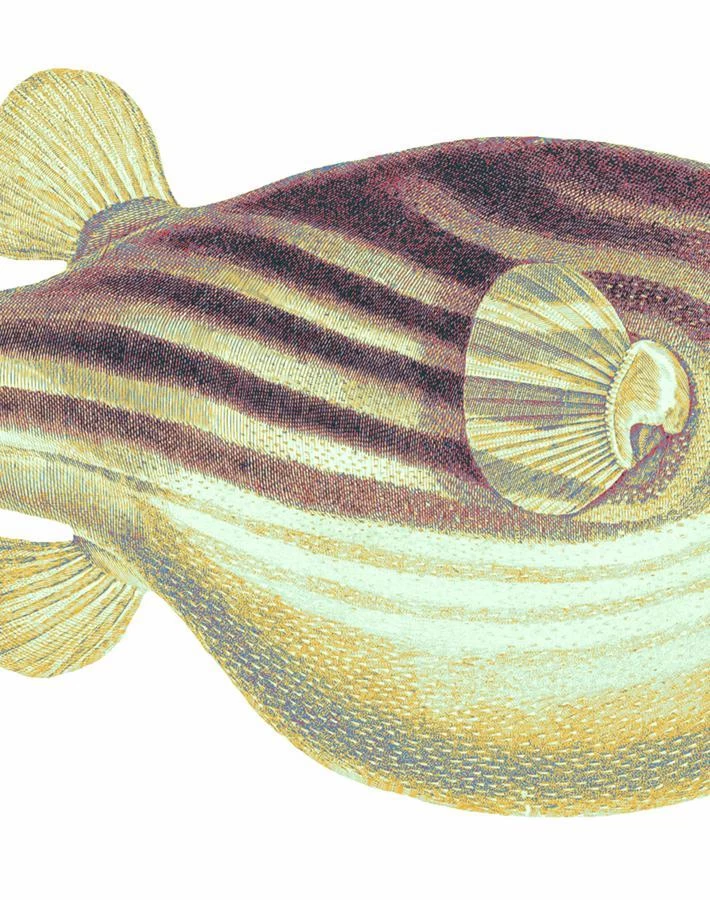 'Blowfish' Wallpaper By Wallshoppe - Multi 5 'Blowfish' Wallpaper By Wallshoppe - Multi - Image 3