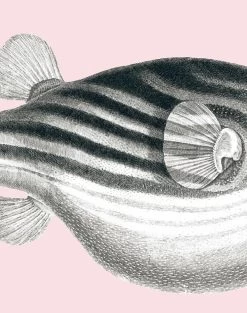 'Blowfish' Wallpaper By Wallshoppe - Shell 8 'Blowfish' Wallpaper By Wallshoppe - Shell -Wall Decoration Store Blowfish forweb detail shell b3cbf2c2 2420 4317 972a 3c7f6d62bdb0