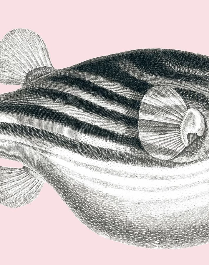 'Blowfish' Wallpaper By Wallshoppe - Shell 5 'Blowfish' Wallpaper By Wallshoppe - Shell - Image 3