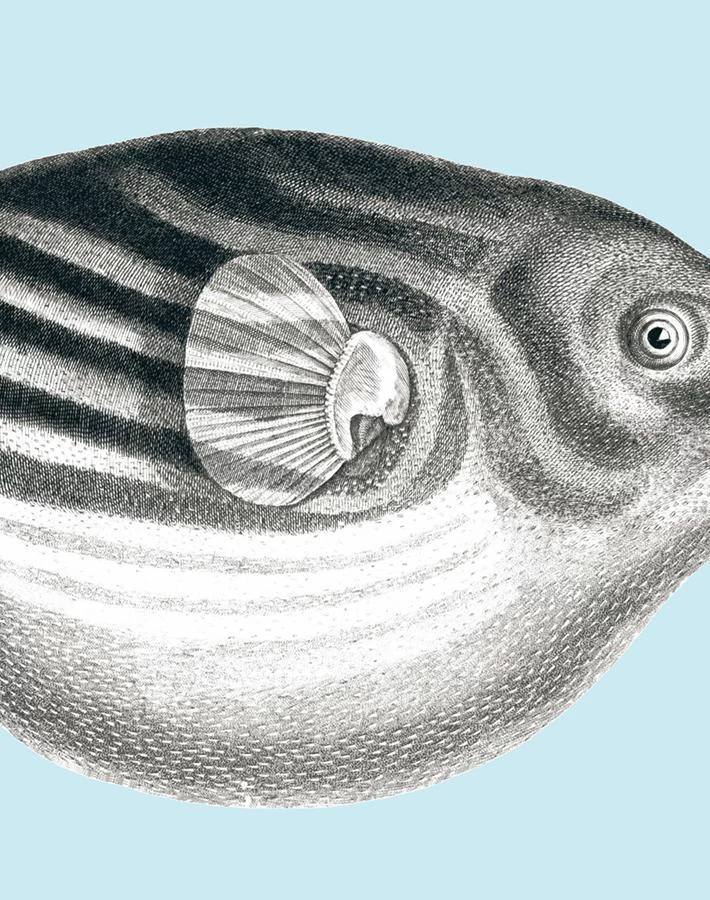 'Blowfish' Wallpaper By Wallshoppe - Sky 5 'Blowfish' Wallpaper By Wallshoppe - Sky - Image 3