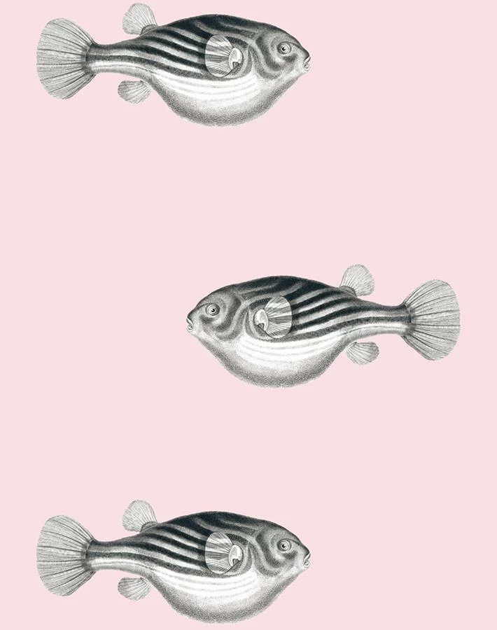 'Blowfish' Wallpaper By Wallshoppe - Shell 6 'Blowfish' Wallpaper By Wallshoppe - Shell - Image 4