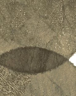 'Large Dumbo' Wallpaper By Chris Benz - Umber 8 'Large Dumbo' Wallpaper By Chris Benz - Umber -Wall Decoration Store DumboLarge detail.umber b87d431e 9e9b 420a ba78 2245326fca8a