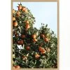 'East Ojai Orange Tree' Framed Art By Nathan Turner -Wall Decoration Store East Ojai Orange Grove by Nathan Turner1