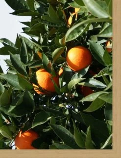 'East Ojai Orange Tree' Framed Art By Nathan Turner -Wall Decoration Store East Ojai Orange Tree by Nathan Turner detail