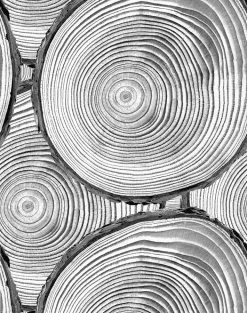 'Faux Bois' Wallpaper By Nathan Turner - Onyx