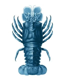 'Jack The Crustacean' Wallpaper By Wallshoppe - Blue -Wall Decoration Store Jack the Crustacean Blue detail