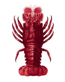 'Jack The Crustacean' Wallpaper By Wallshoppe - Red -Wall Decoration Store Jack the Crustacean Red detail