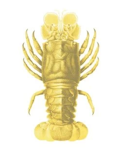 'Jack The Crustacean' Wallpaper By Wallshoppe - Yellow -Wall Decoration Store Jack the Crustacean Yellow detail 1efda1c0 b9bc 4787 bfd7 abd1564ad91c