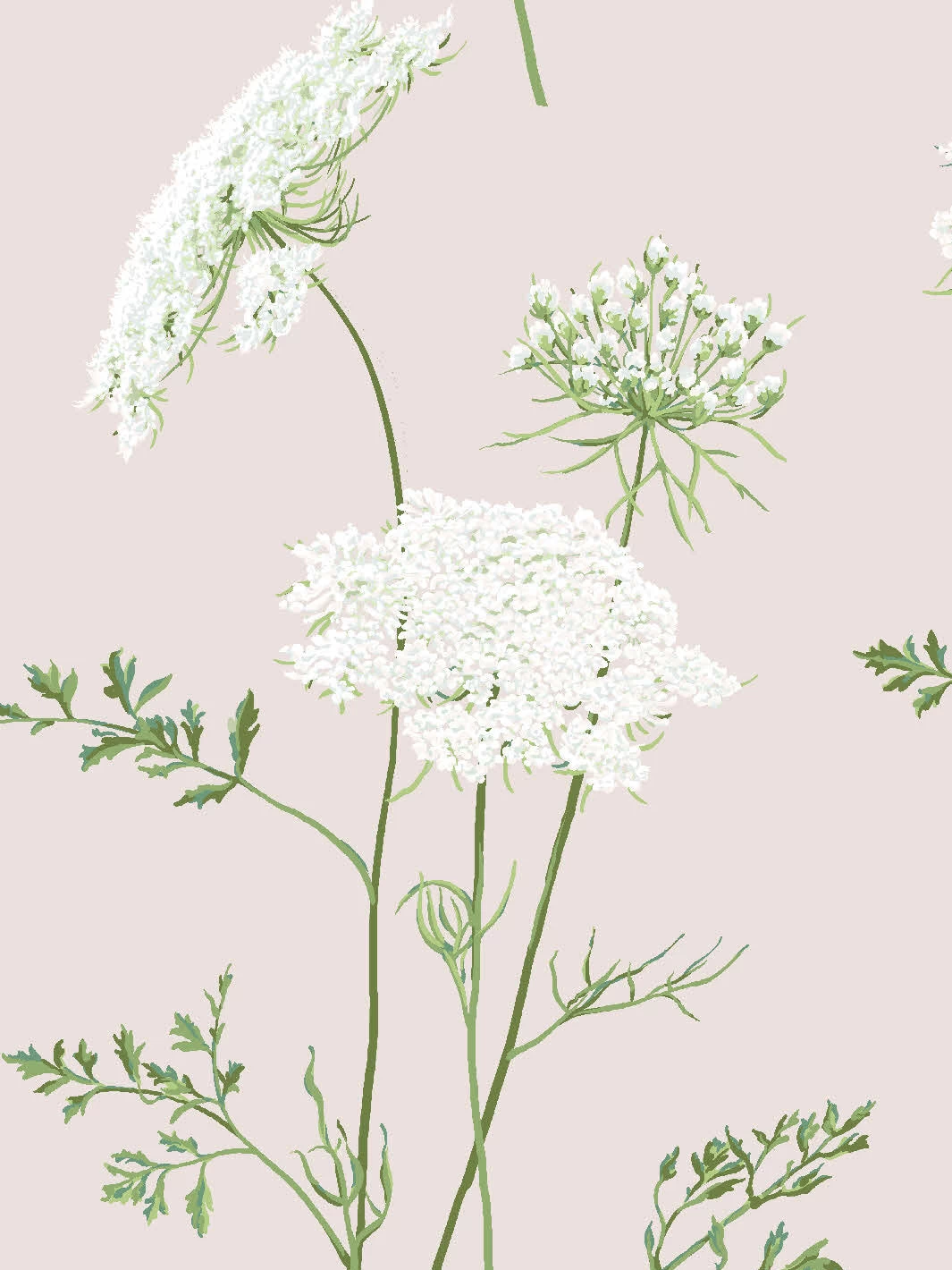 'The Queen's Lace' Wallpaper By Sarah Jessica Parker - Oyster 5 'The Queen's Lace' Wallpaper By Sarah Jessica Parker - Oyster - Image 3