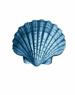 'Seashell' Wallpaper By Wallshoppe - Blue -Wall Decoration Store Seashell forweb detail blue d9687cdd 2489 4a57 a60f 70141e387c4d
