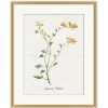 'Valley Wildflower Apricot Mallow' By Nathan Turner Framed Art