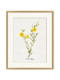 'Valley Wildflower Bush Poppy' By Nathan Turner Framed Art
