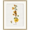 'Valley Wildflower Fremontia' By Nathan Turner Framed Art -Wall Decoration Store Valley Wildflower Fremontia Design