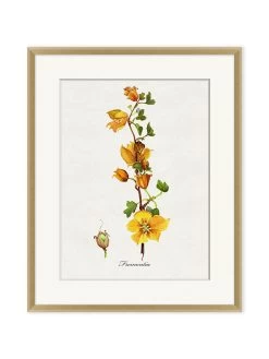 'Valley Wildflower Fremontia' By Nathan Turner Framed Art
