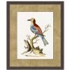 'Woodland Perch 2' By Nathan Turner Framed Art