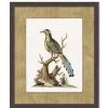 'Woodland Perch 3' By Nathan Turner Framed Art