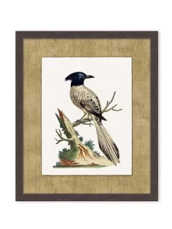 'Woodland Perch 4' By Nathan Turner Framed Art