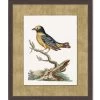 'Woodland Perch 6' By Nathan Turner Framed Art